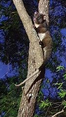 Pseudocheirus occidentalis