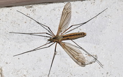 Tipula vernalis