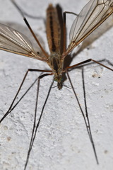 Tipula vernalis