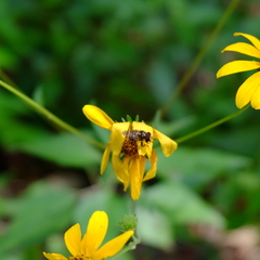 Copestylum tamaulipanum