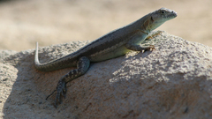 Microlophus quadrivittatus