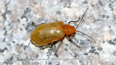 Doryxenoides tibialis