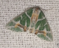 Chlorodes boisduvalaria