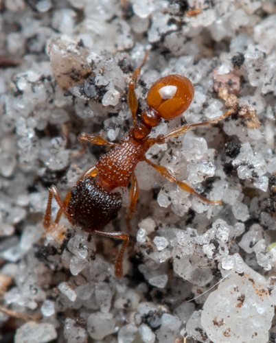 Tetramorium nuotrauka