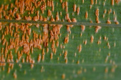 Uromyces transversalis