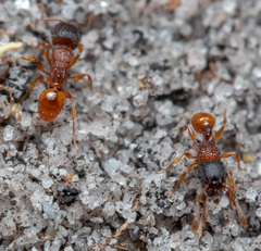 Tetramorium fuscipes