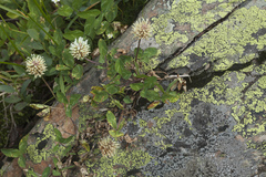 Trifolium ambiguum