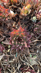 Sempervivum tectorum