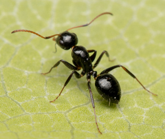 Camponotus mackayensis