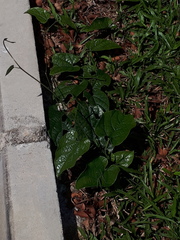 Aristolochia acuminata