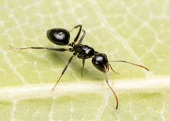 Camponotus mackayensis