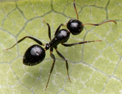 Camponotus mackayensis