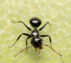Camponotus mackayensis