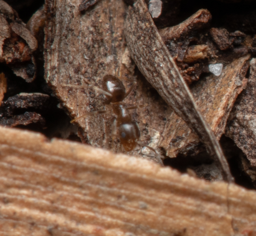 Paraparatrechina