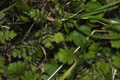 Leptinella squalida squalida