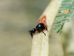 Rhynolaccus formicarius