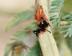 Rhynolaccus formicarius