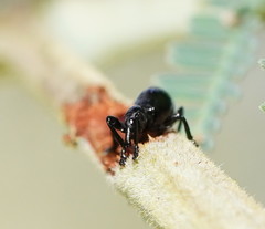 Rhynolaccus formicarius