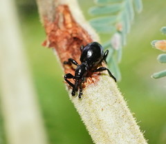 Rhynolaccus formicarius