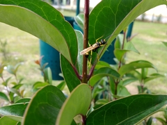 Sceliphron caementarium