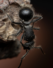 Polyrhachis punctiventris