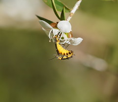 Chauliognathus sydneyanus