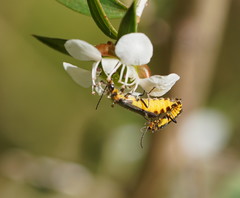 Chauliognathus sydneyanus