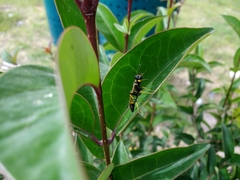 Sceliphron caementarium