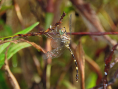 Nannophlebia eludens