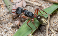 Myrmecia chrysogaster