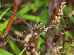 Nannophlebia eludens