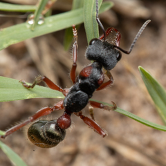 Myrmecia chrysogaster