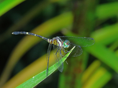 Nannophlebia eludens