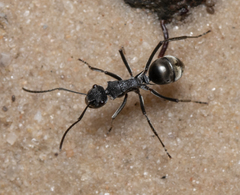Polyrhachis sokolova