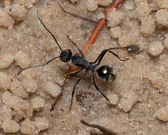 Polyrhachis sokolova