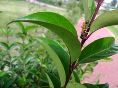 Sceliphron caementarium