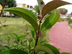 Sceliphron caementarium