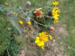 Asteraceae