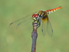 Aethriamanta circumsignata