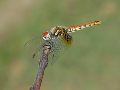 Aethriamanta circumsignata