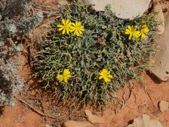 Launaea cervicornis