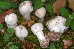 Amanita torrendii