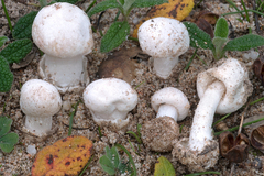 Amanita torrendii