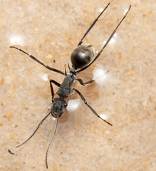 Polyrhachis sokolova