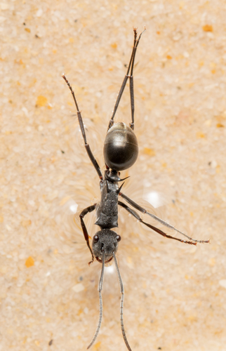 Polyrhachis sokolovaPolyrhachis sokolova