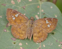 Pseudocoladenia dan fabia