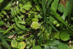 Leptinella squalida squalida