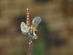Aethriamanta circumsignata