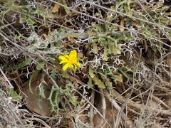Launaea cervicornis