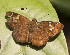 Pseudocoladenia dan fabia